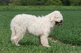 KOMONDOR 005